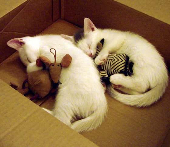 雷火电竞app-红牛风暴眼，莱比锡对决秘鲁，李刚仁的压制级艺术