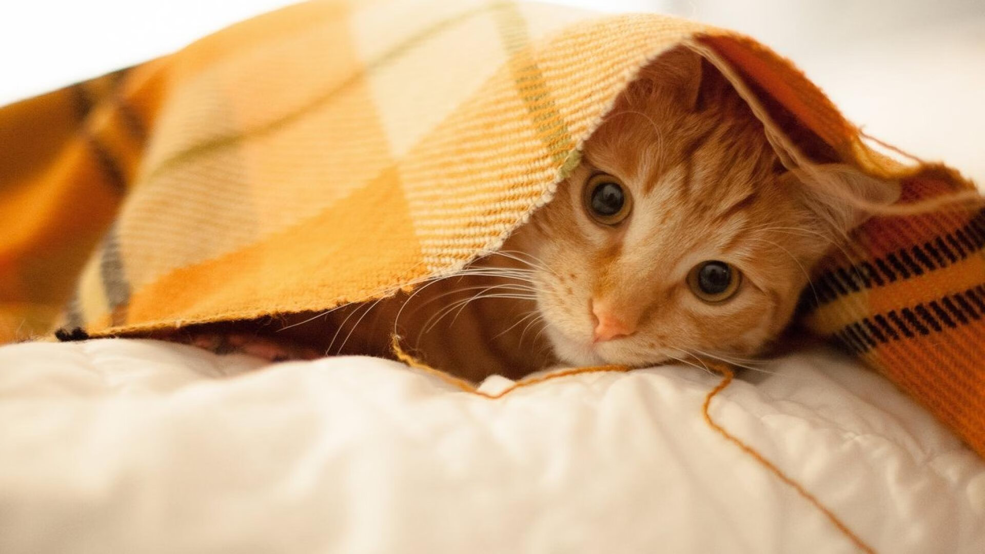 雷火电竞官网-为巴黎而战，浓眉末节超神夜，一场价值连城的奥运资格宣言