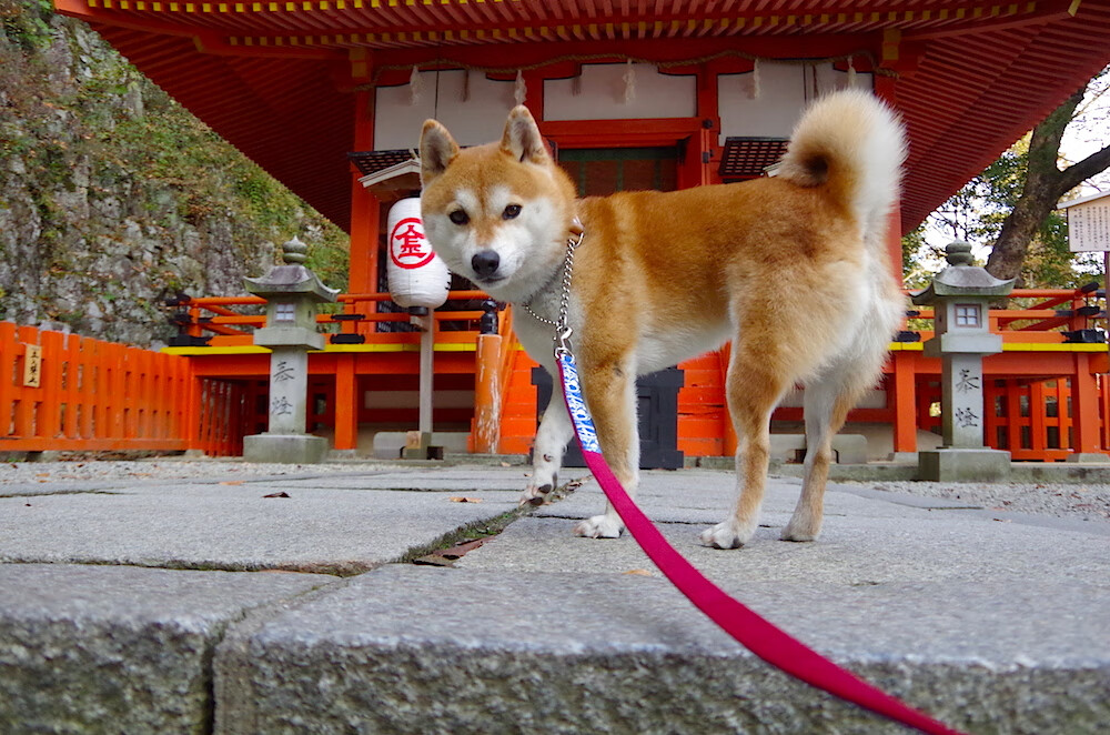 雷火电竞网站-东决关键战之夜，维尼修斯的节奏魔法，带领全队舞向胜利