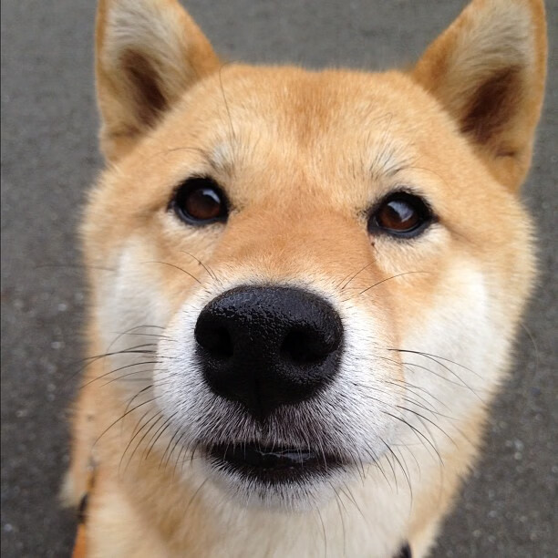 跨越联赛的关键先生交响曲，从CBA总决赛到NBA东部巅峰，塔图姆与辽宁队的终极主宰