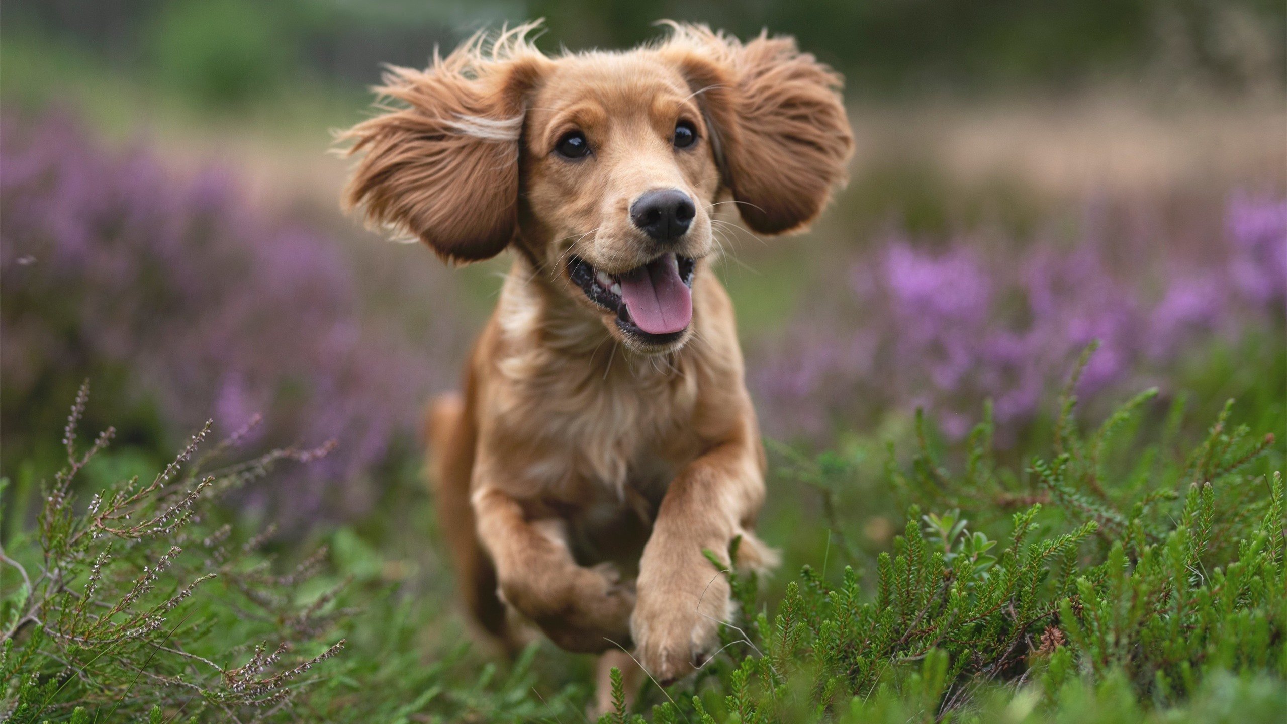 唯一性的闪耀，威尔士单节风暴拉开埃及，克瓦拉茨赫利亚化身关键先生