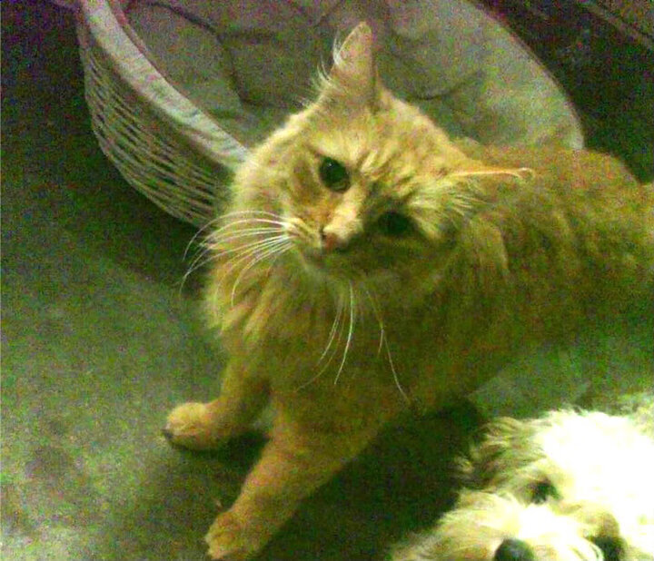 世界排名争夺战焦点对决，日本精密节奏掌控力压奥地利