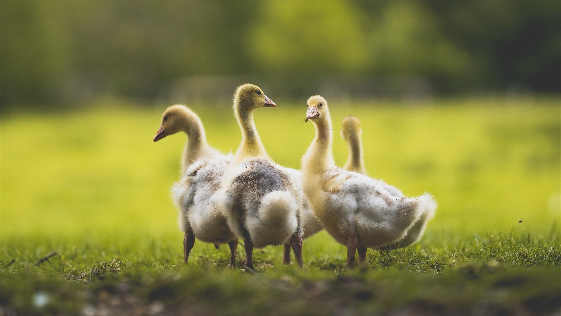 雷火电竞-格列兹曼化身隐形导演，一手编织胜利网络，塞内加尔力克几内亚
