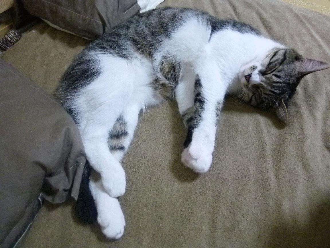 波斯之心与北欧利刃，伊朗在文明杯中击败里昂，厄德高断剑记